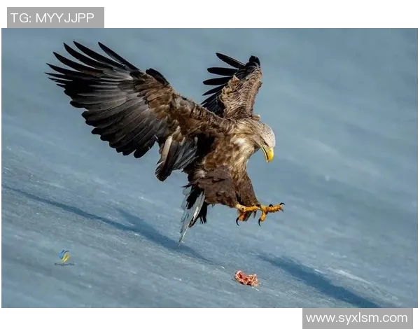 亚美尼亚与丹麦激战正酣比分揭晓精彩瞬间回顾